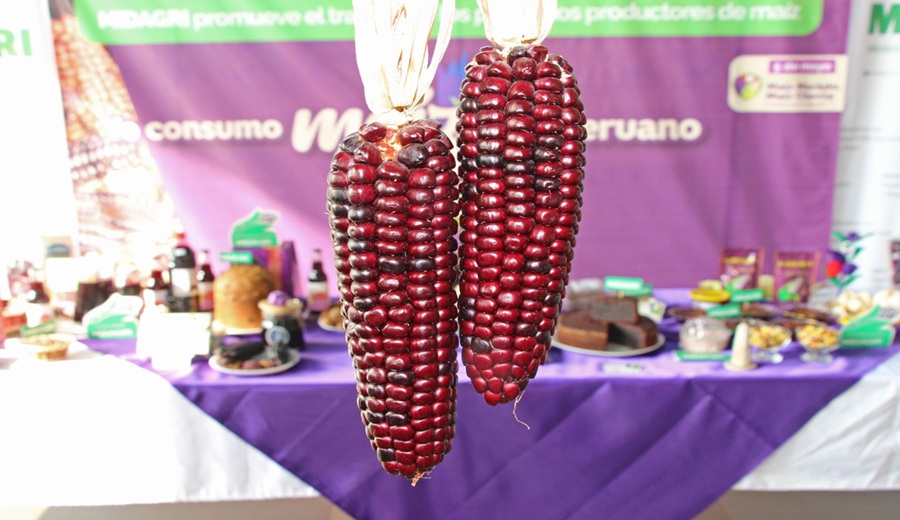 El maíz peruano conquista el mundo MIDAGRI celebra a 239 mil productores en su día nacional