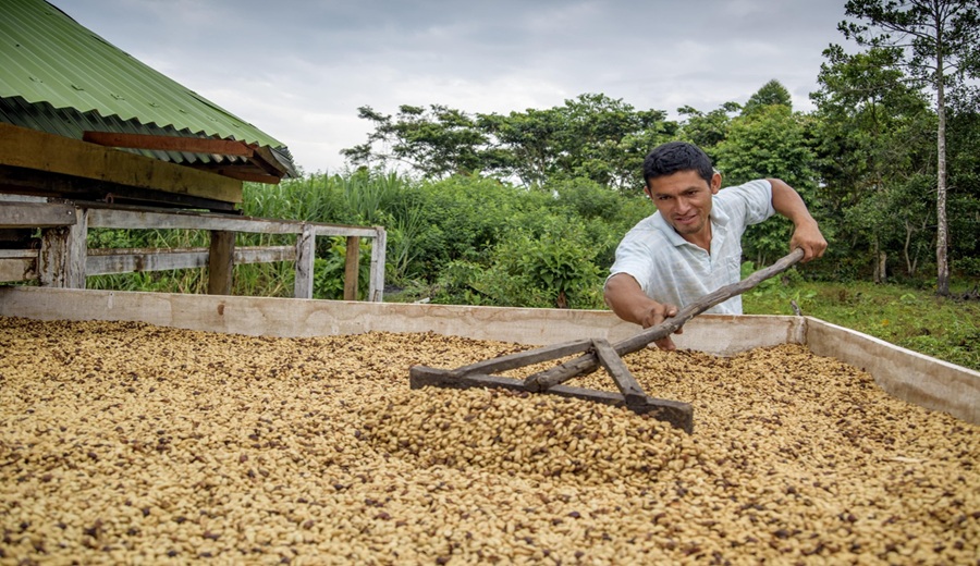 Exportaciones de café peruano despegan con US$ 131.3 millones en el primer bimestre del año