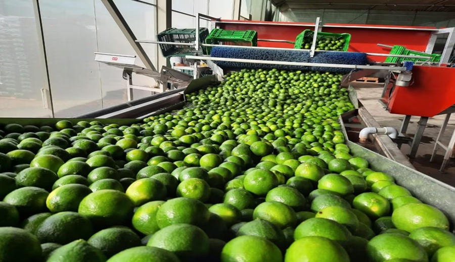 Exportaciones de limón sufren “ajuste” en lo que va del 2026: las caídas en volumen y precio