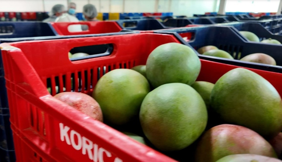 Exportaciones de regiones suman US$ 23,511 millones en primer trimestre y crecen 36.4%