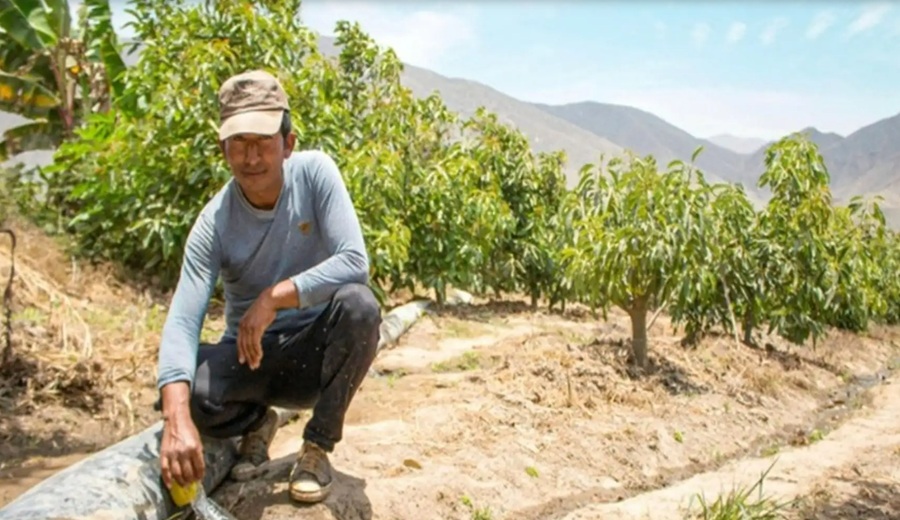 Gobierno destinó S/ 66 millones a riego tecnificado para potenciar la agricultura familiar
