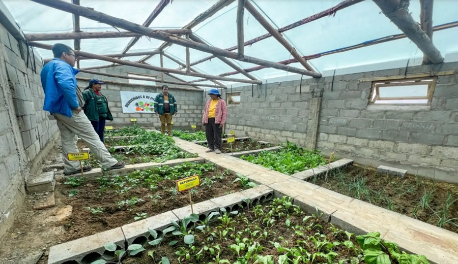 Heladas y friaje Midagri atiende a más de 9,000 familias campesinas en la región Puno