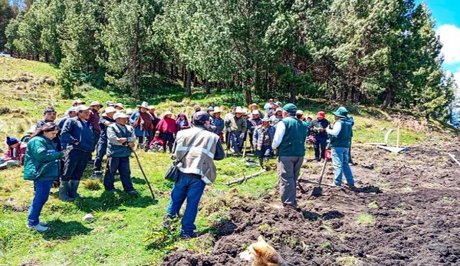 INIA instala parcela demostrativa de avena forrajera de alta calidad en Cajamarca