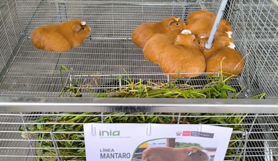 Junín: Midagri fortalece crianza tecnificada de cuyes de alto valor genético