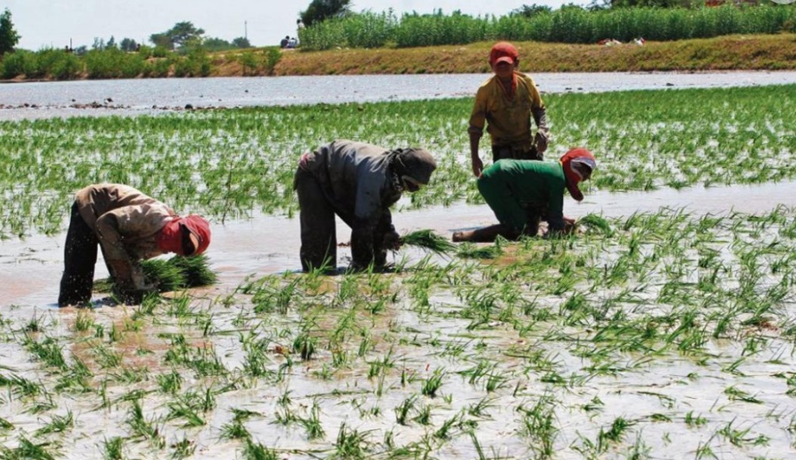 Juntos por el Perú azuza al paro de productores arroceros del país