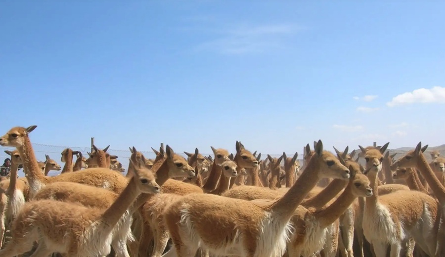 Ley fija parámetros para uso de inteligencia artificial en protección de vicuñas