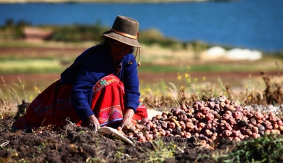 MIDAGRI Exportaciones de papa peruana crecieron 19 % y llegaron a 13 mercados internacionales