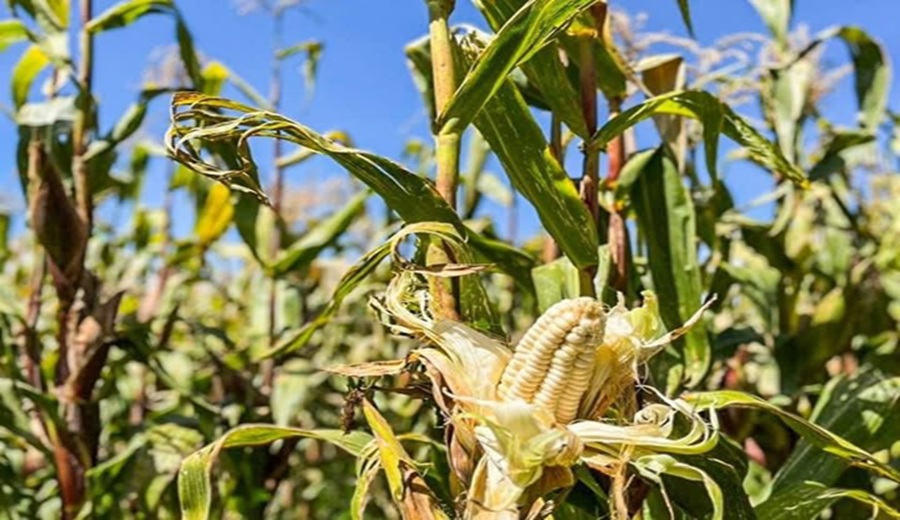 MIDAGRI lanza super variedades de maíz y cebada: productividad agrícola crecerá hasta en 60%
