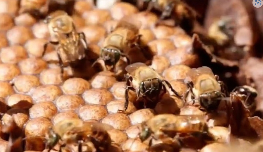 Minam impulsa acciones para la conservación de polinizadores y la seguridad alimentaria