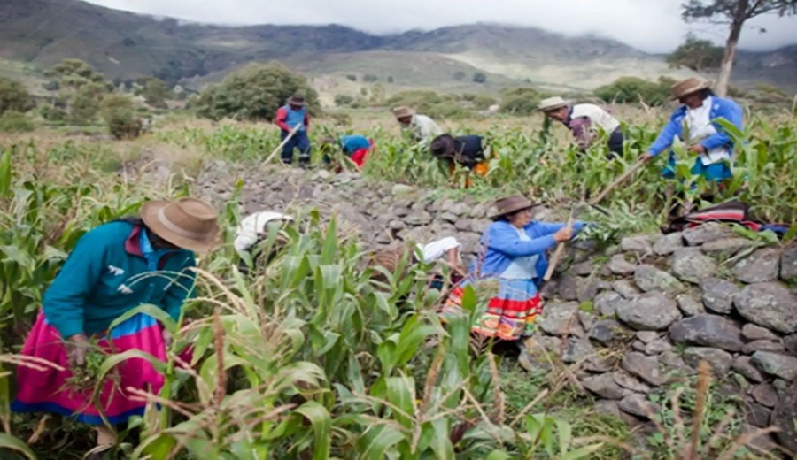 Perú fortalece liderazgo agroexportador con el control de la mosca de la fruta