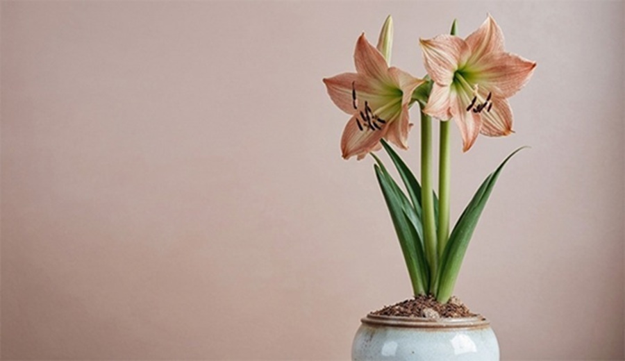 Perú logra histórico primer envío de flores de amaryllis a Estados Unidos bajo nuevo sistema fitosanitario