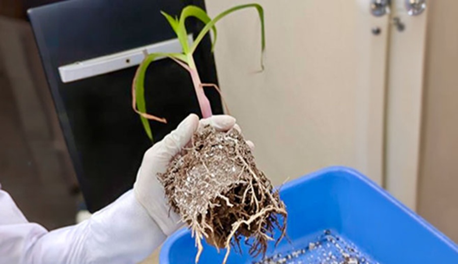 Proyecto de investigación mejorará nutrientes del guano de las islas generando un nuevo fertilizante denominado GIMAX13