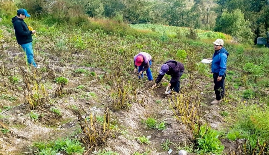 Seguro Agrícola cubrirá más de 8,000 hectáreas de cultivos en Ica ante eventos climáticos