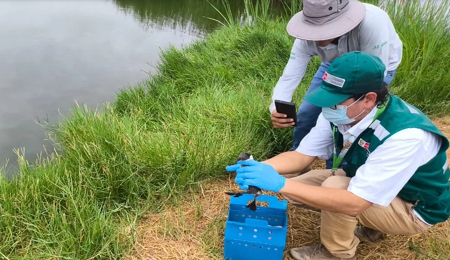 Tacna: Serfor fortalece conservación de fauna silvestre con más de 150 liberaciones