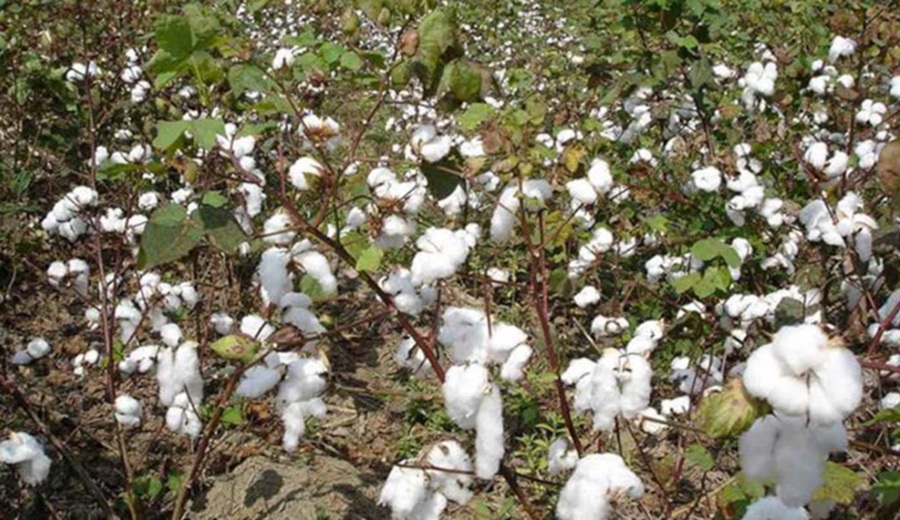 Algodón molinero extralargo: la nueva variedad peruana que elevaría en 50% la productividad