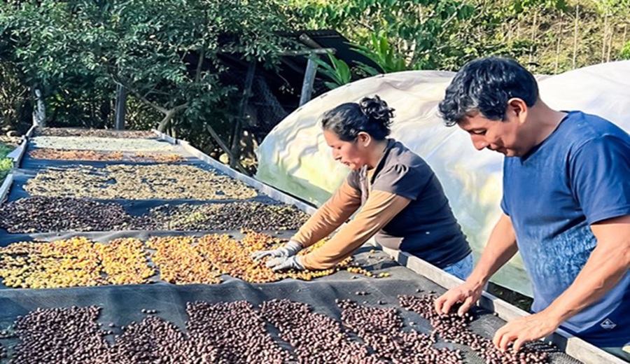 Caficultura de residuo cero con economía circular