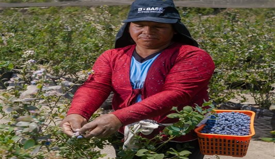 Día del Campesino el pulso invisible que alimenta al Perú