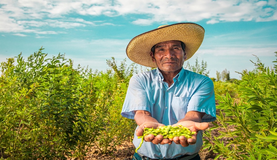 Día del Campesino: más de 2 millones de productores alimentan al Perú