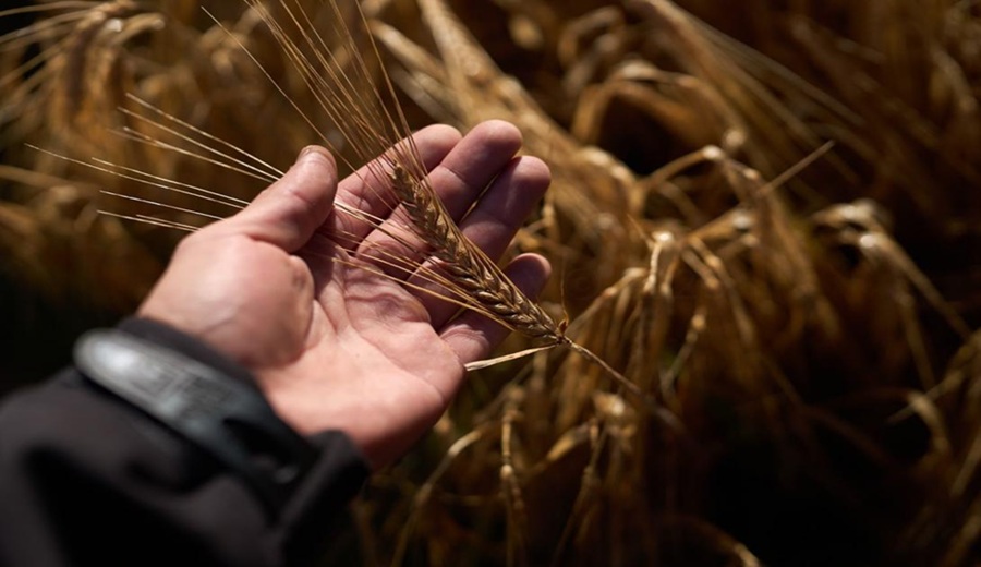 El nuevo orgullo del agro peruano: crean la primera cebada maltera 100% nacional