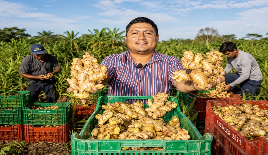 Exportaciones de jengibre crecieron en los últimos años y conquistan 53 mercados internacionales