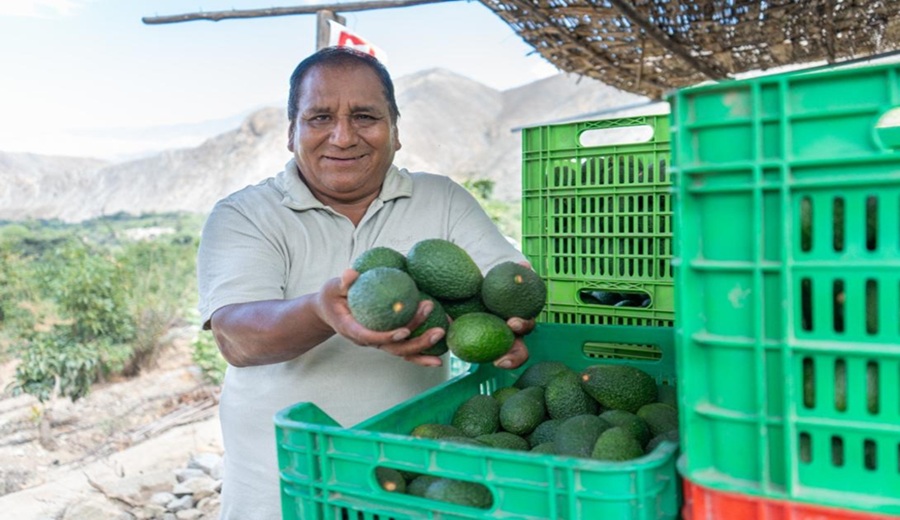 Exportan 327 toneladas de palta Hass de Valle Fortaleza a mercados en Europa