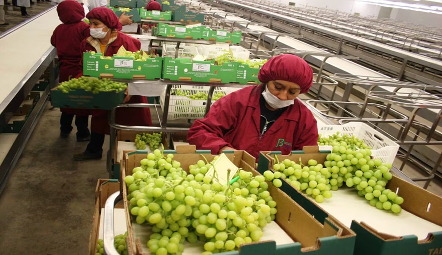 Frutas y café impulsan las agroexportaciones peruanas en el arranque del 2026