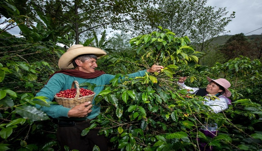 Gobierno aprueba préstamo de US$ 26 millones para impulsar la comercialización de la agricultura familiar