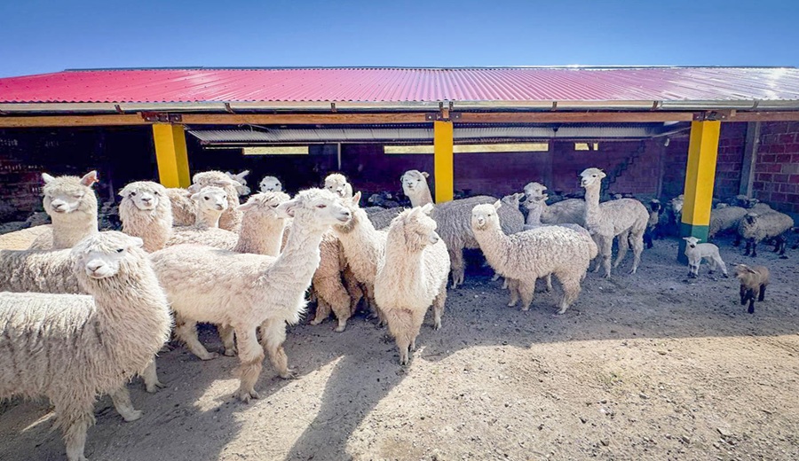 Gobierno implementa cobertizos para proteger a 33 mil cabezas de ganado ante heladas