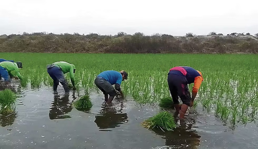 IPE: El precio del arroz en chacra cayó 28%