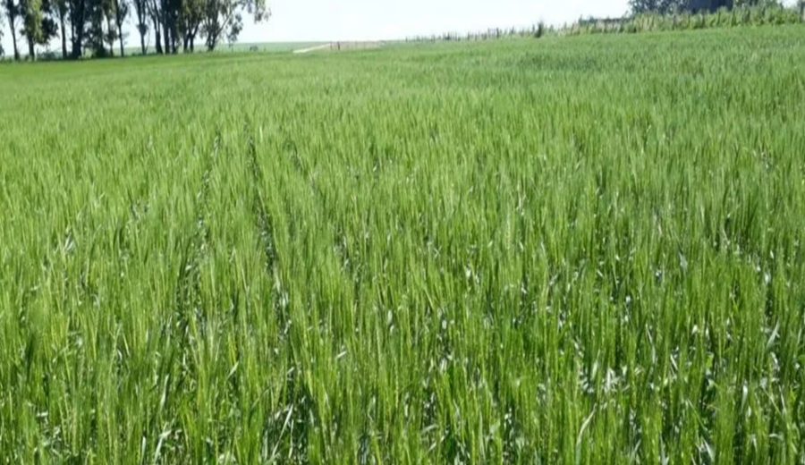 La resistencia acelera el auge de los biológicos y cambia la agricultura en América Latina