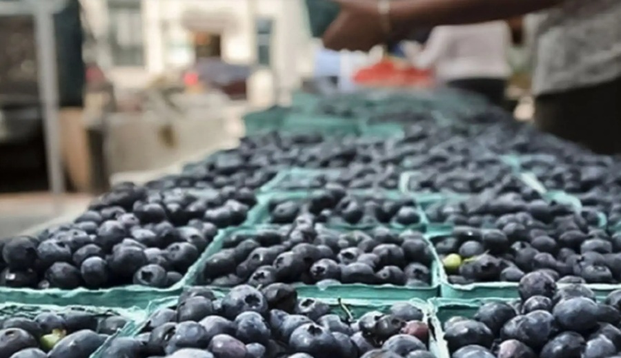 Las exportaciones de arándanos superarían las 400,000 toneladas este año