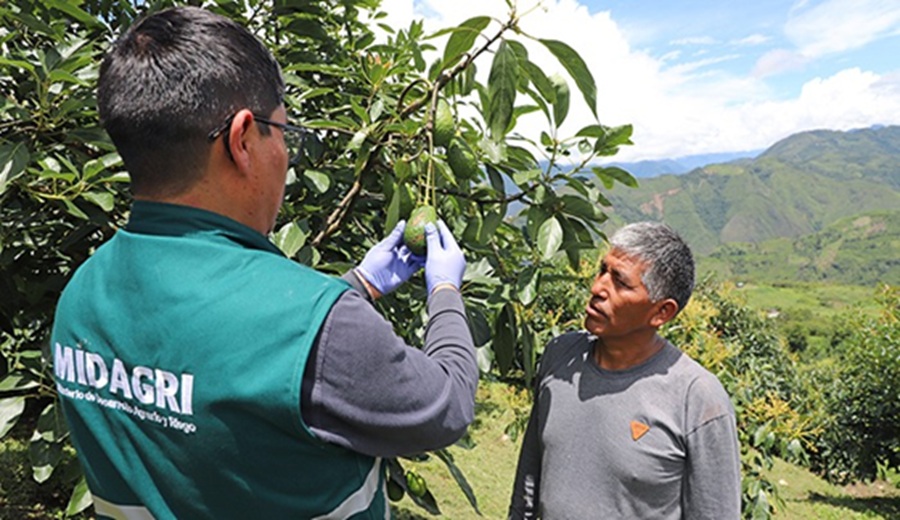 MIDAGRI Control de la mosca de la fruta fortalece el crecimiento de las agroexportaciones en Arequipa