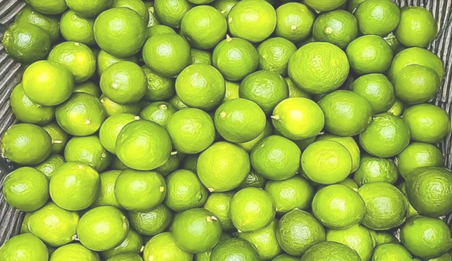 Midagri: Productores de Tumbes comercializan 16 toneladas de limón para la agroindustria