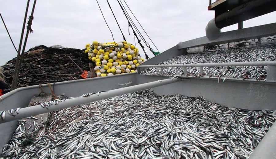 Pesca se hundiría este año Produce proyecta caída de 23% por El Niño