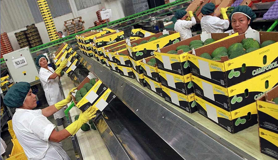 ProHass descarta crecimiento de exportaciones de palta Hass en 2026 por impacto del clima