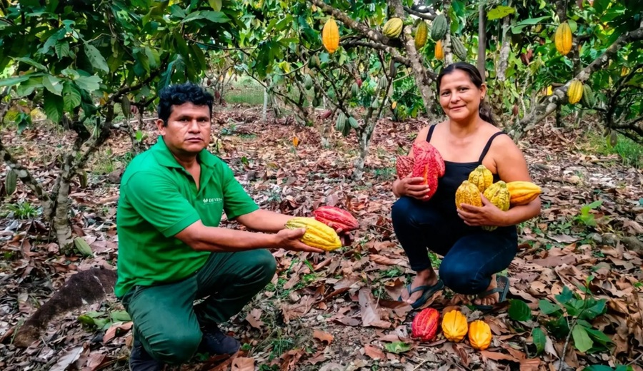 Vizcatán del Ene, zona emergente con potencial para producir cacao de alta calidad