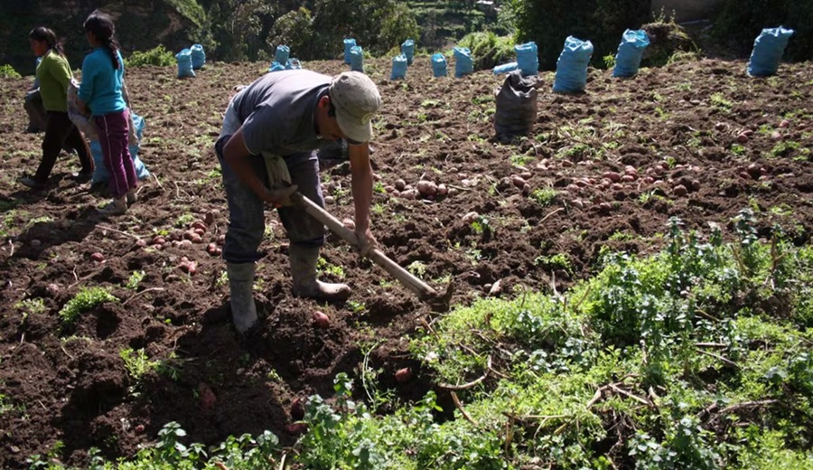 Agricultores destruyen cultivos de papa ante plaga intensificada por El Niño