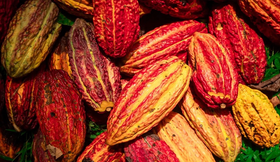 Cacao estudio de nuevas variedades permitirá determinar su resistencia al clima y plagas