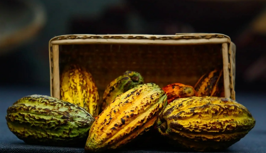 Cacao nativo peruano se posiciona en Canadá en el exigente segmento premium