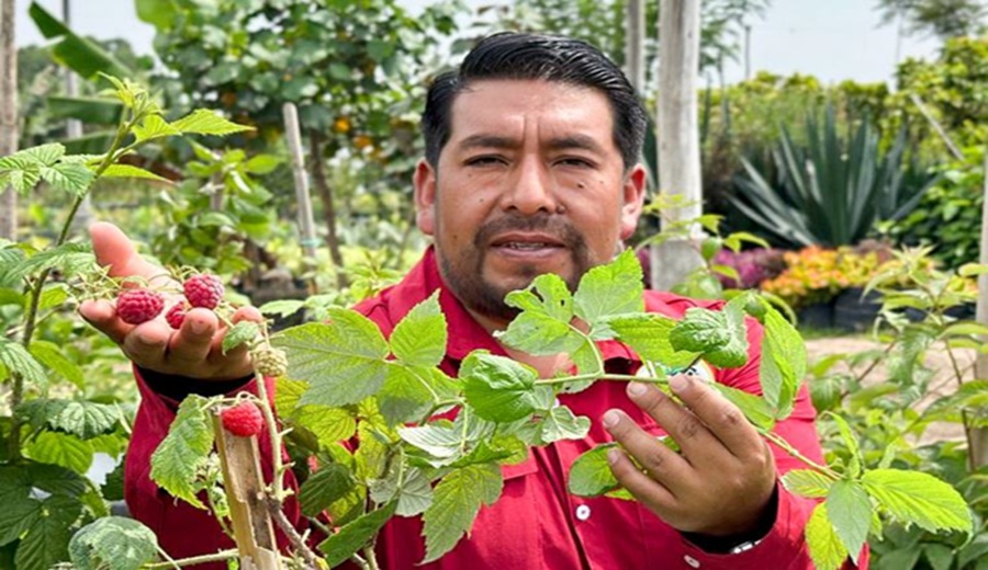 Cuatro razones por las que los frutos rojos son la próxima gran oportunidad agrícola del Perú