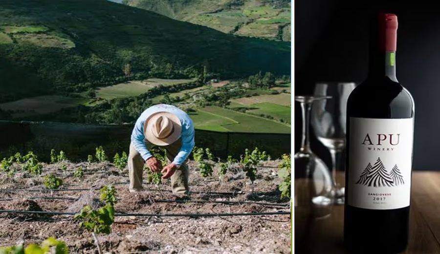 Cusco y Apurímac en el nuevo mapa del vino peruano resultados de la vida de altura