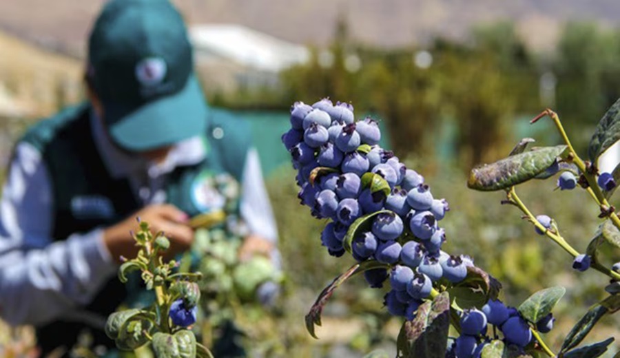 El mundo “come” peruano: los productos que llevan al país a la cima del agro
