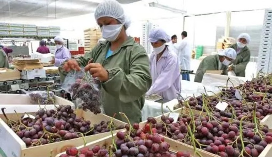 Exportaciones de frutas y hortalizas crecieron 17.3 % en el primer cuatrimestre cuáles fueron los mercados clave