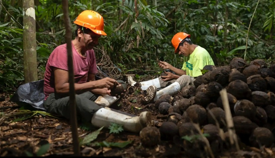 Frutos del bosque: la castaña amazónica generó US$ 48 millones en exportaciones en 2025