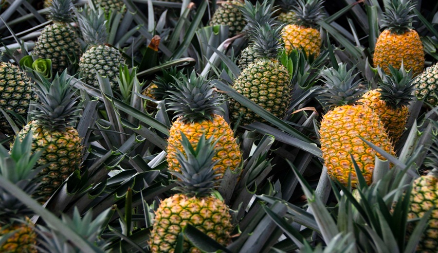 MIDAGRI El abastecimiento a mercados mayoristas superó las 10 mil toneladas entre frutas y verduras