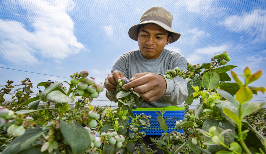 MIDAGRI Exportaciones de frutas y hortalizas bordearon los US$ 3,000 millones