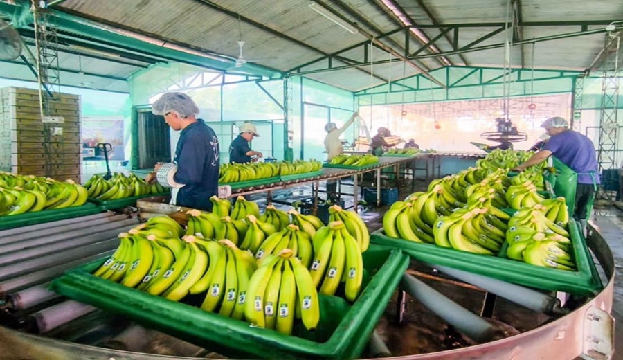 MIDAGRI: Perú realiza histórico primer envío de banano a China desde Lambayeque