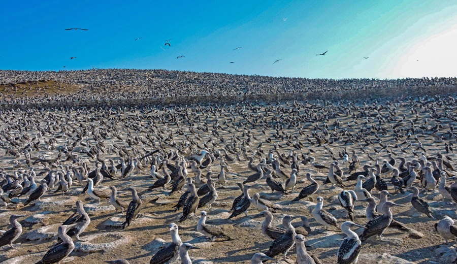 MIDAGRI despliega estrategia integral para proteger la fauna marina ante el impacto de El Niño