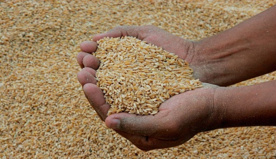 Maíz, trigo y aceite de soya más caros en los mercados internacionales a cuánto se cotizan