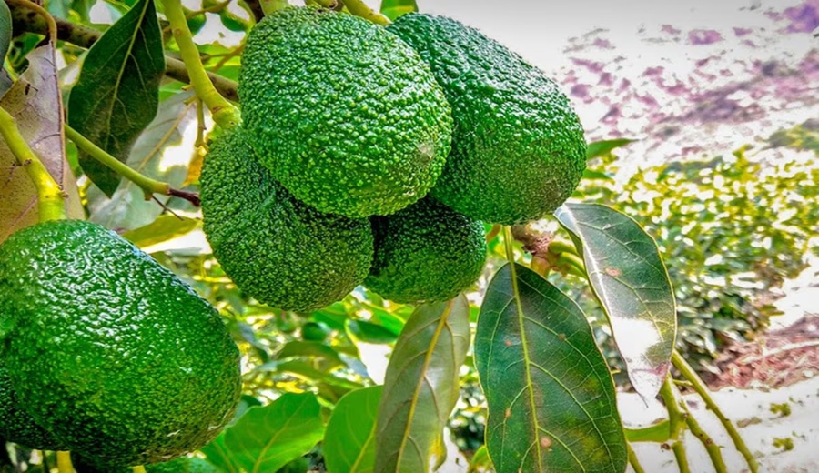 Palta Hass empresa española presenta en Perú nuevas variedades para impulsar productividad